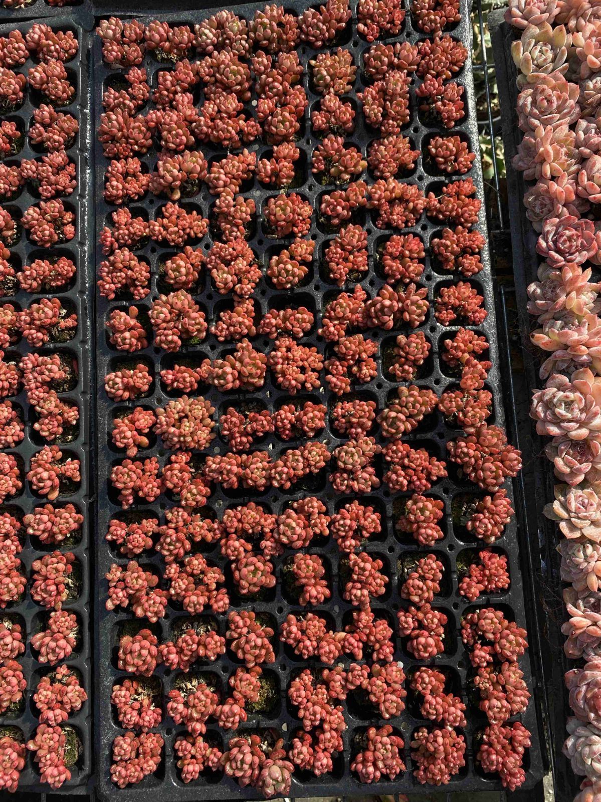 多肉植物 X349 ホウセキグン 105苗 土根付き エケベリア セダム