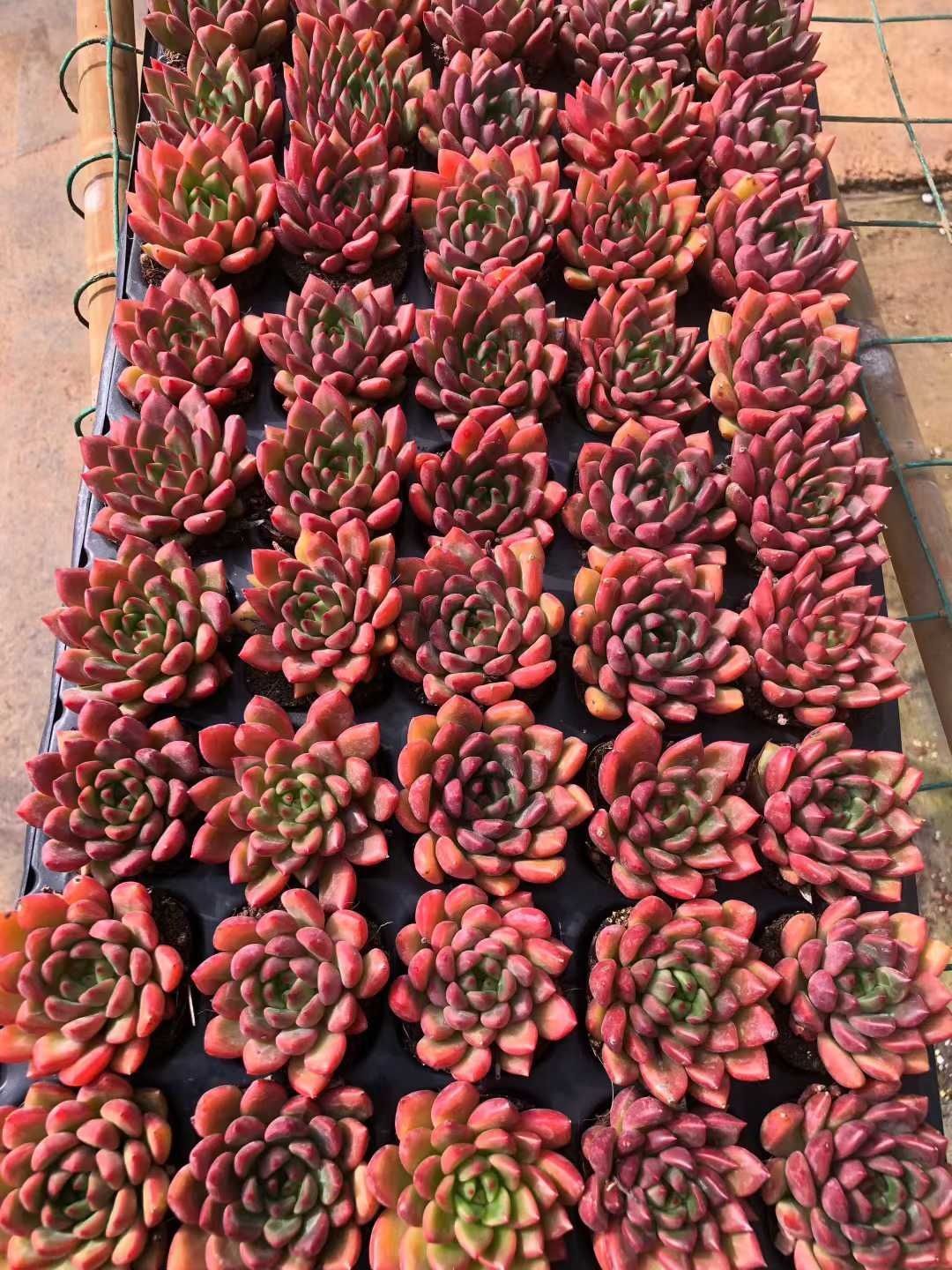 多肉植物 Z1321 レッドワインヒガシグモ 50苗 土根付き エケベリア