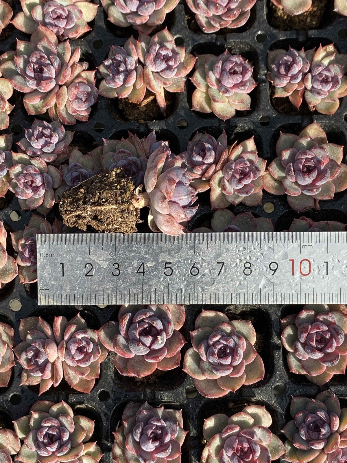 多肉植物 X351 ブラックオレンジ 105苗 土根付き エケベリア セダム