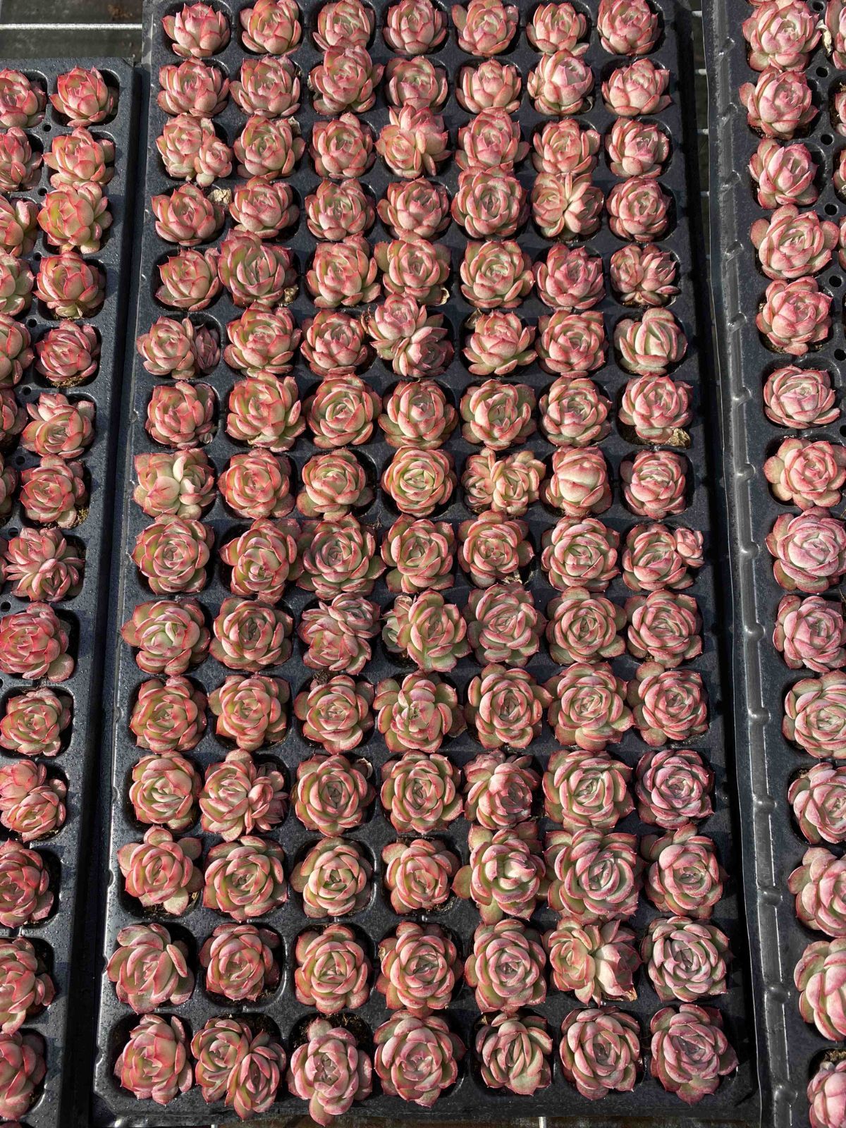 多肉植物 X355 ソクエイ 105苗 土根付き エケベリア セダム