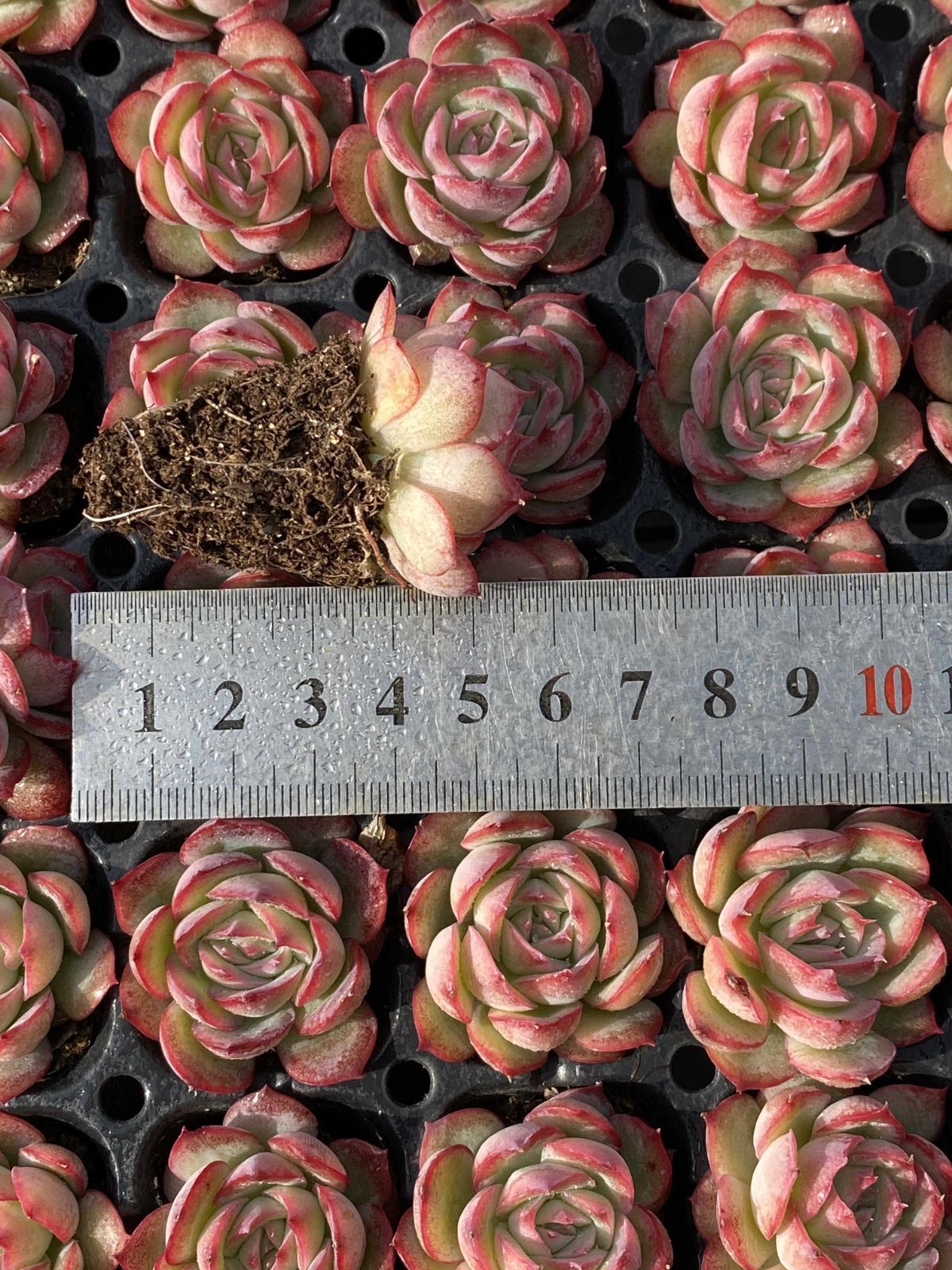 多肉植物 X355 ソクエイ 105苗 土根付き エケベリア セダム