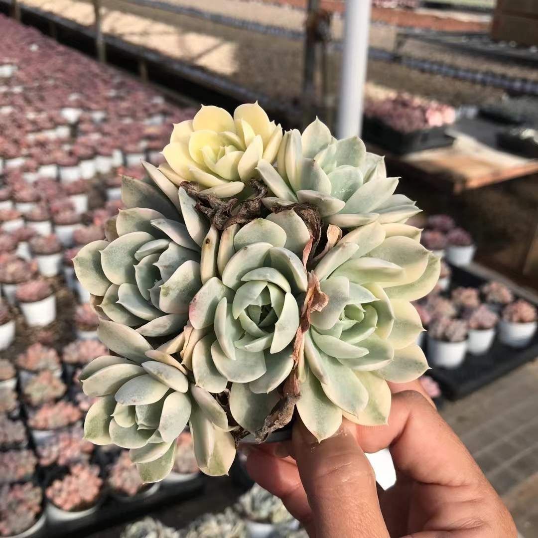 多肉植物 Z1263 ルーシーニシキ 18株 抜き苗 エケベリア セダム