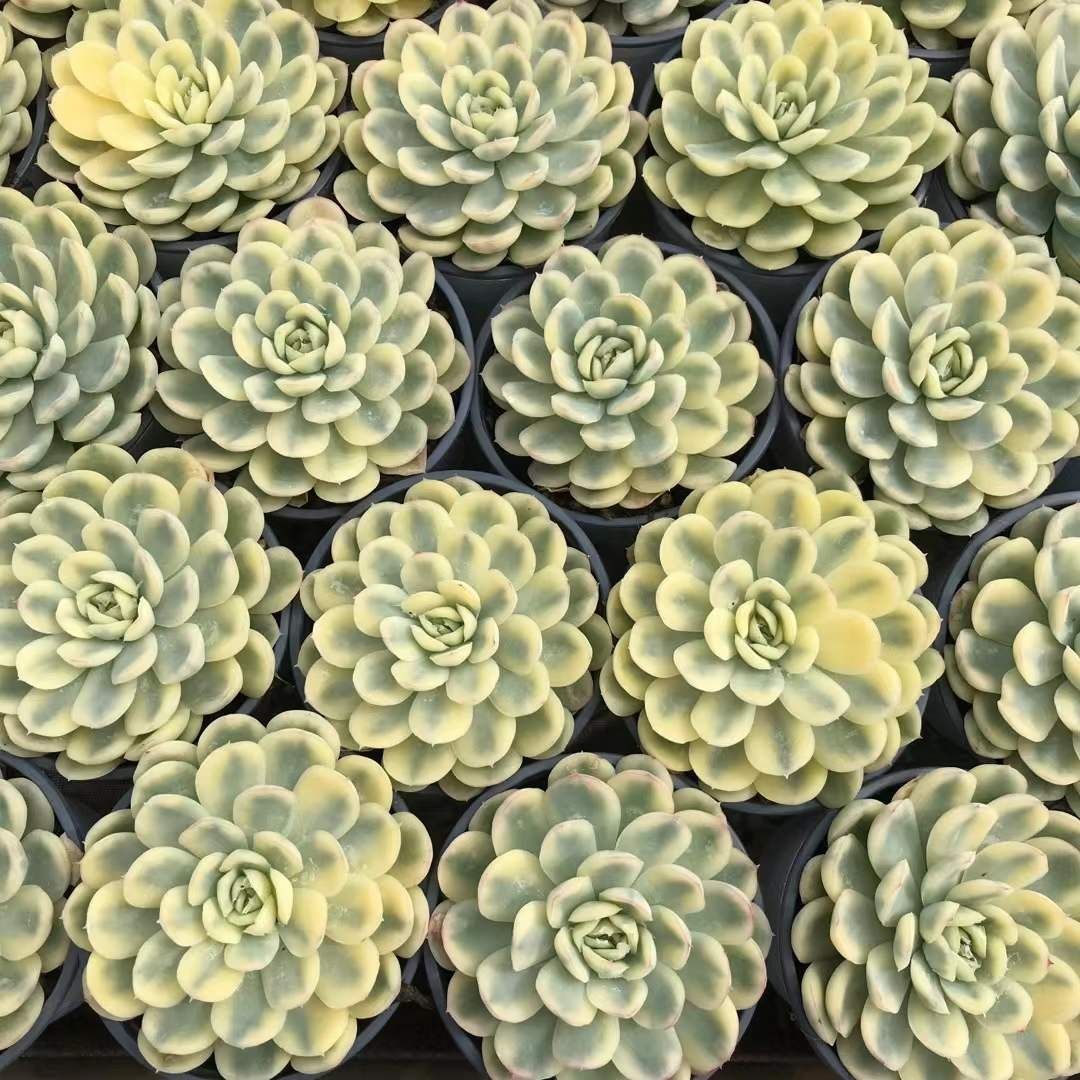 多肉植物 Z1254 ストロベリーアイスフクロンニシキ 18株 抜き苗