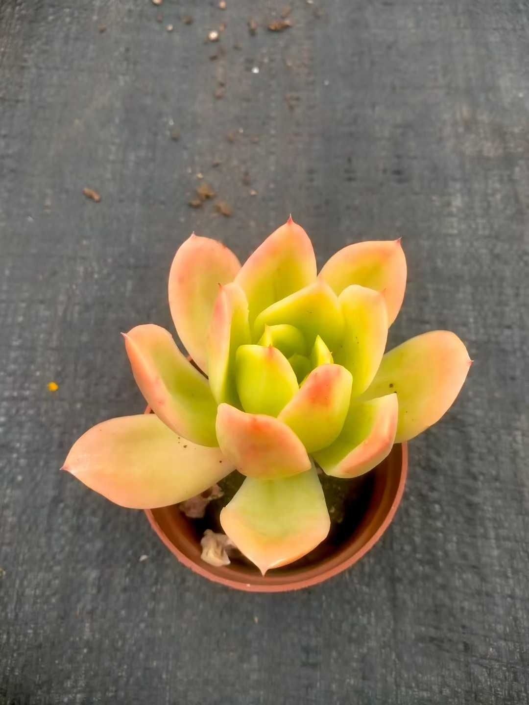 多肉植物 Z1349 キンキ 35株 抜き苗 エケベリア セダム アエオニウム