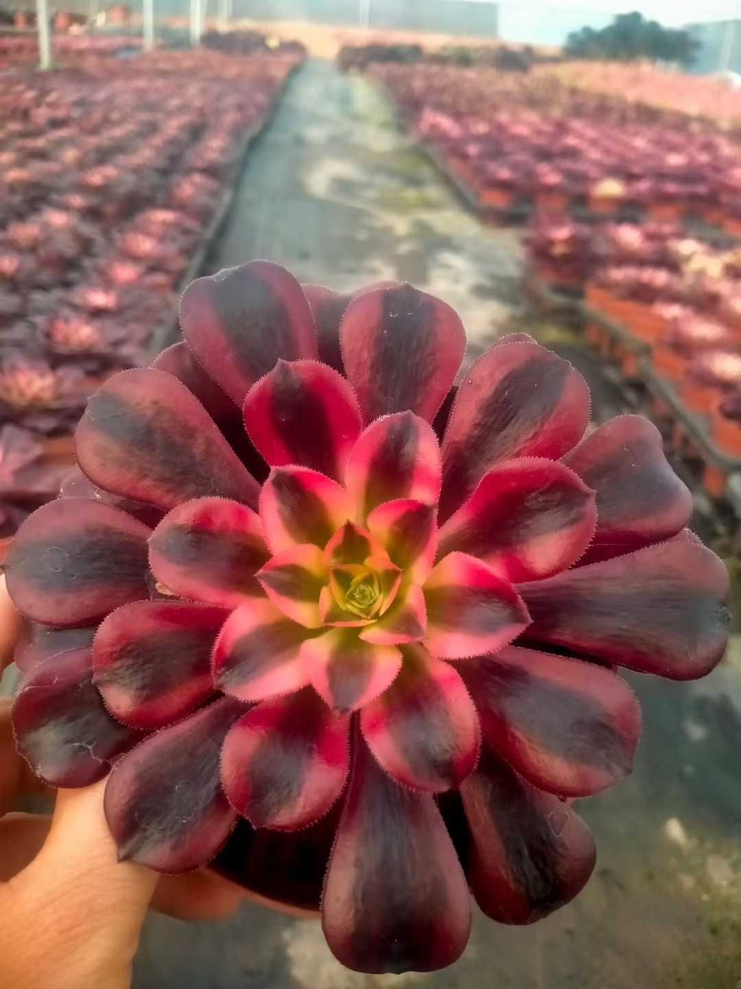 多肉植物 Z1397 メドゥーサ 12株 抜き苗 エケベリア セダム