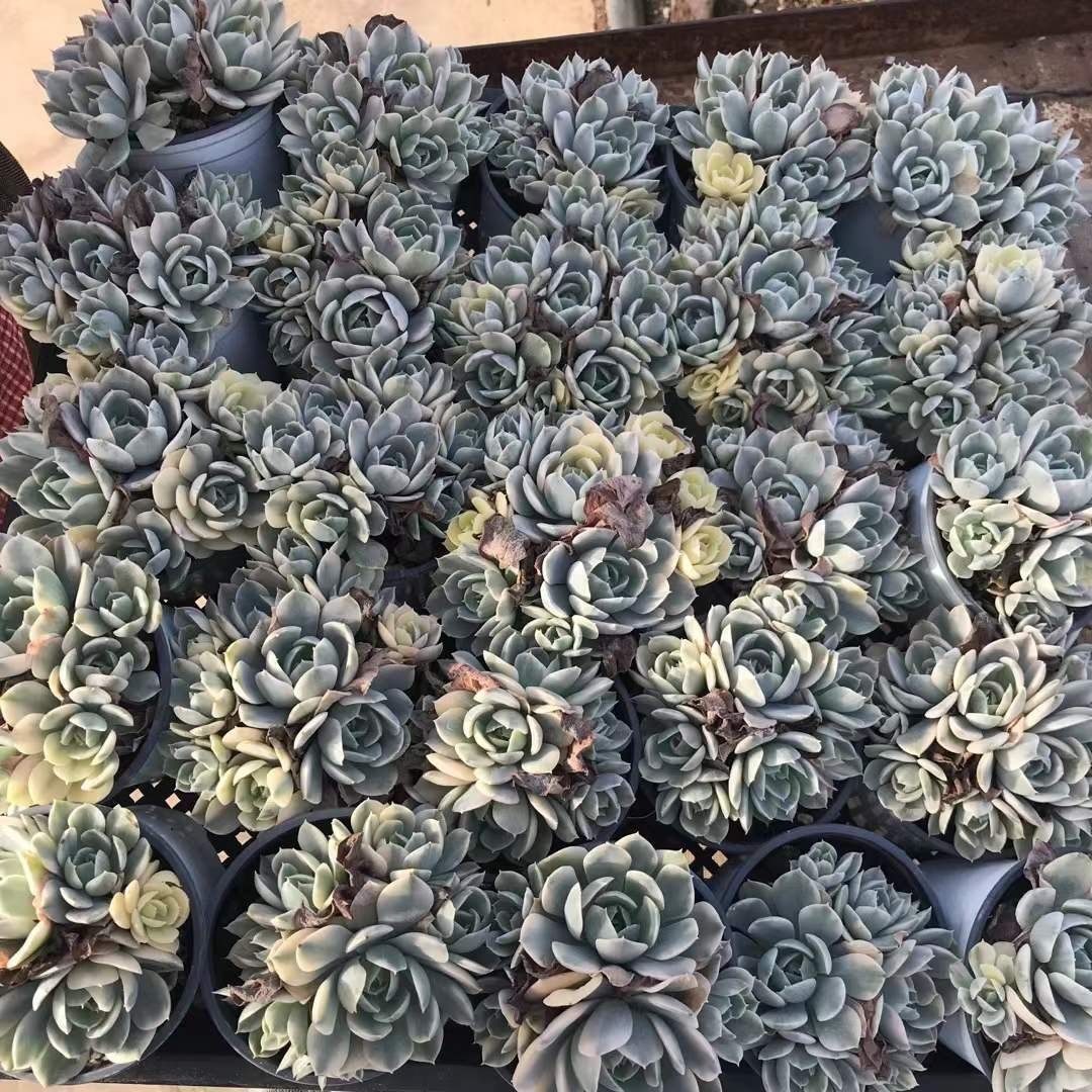 多肉植物 Z1263 ルーシーニシキ 18株 抜き苗 エケベリア セダム