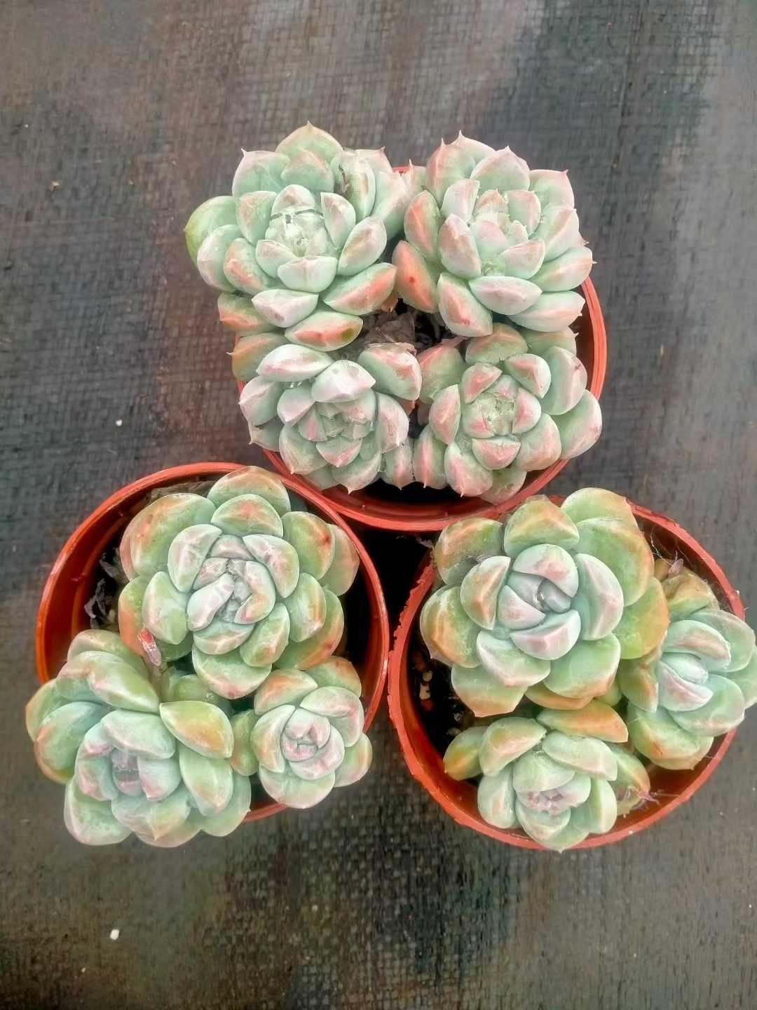 多肉植物 Z1334 ヒョウギョク 35株 抜き苗 エケベリア セダム