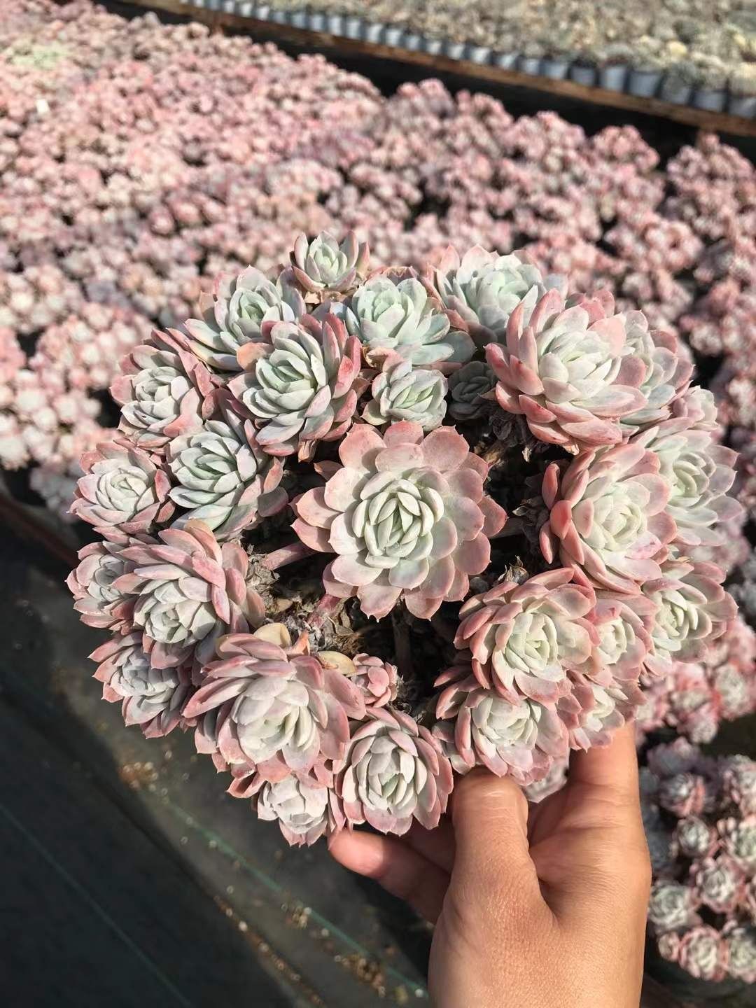 多肉植物 Z1295 ヒョウバイキン 15株 抜き苗 エケベリア セダム