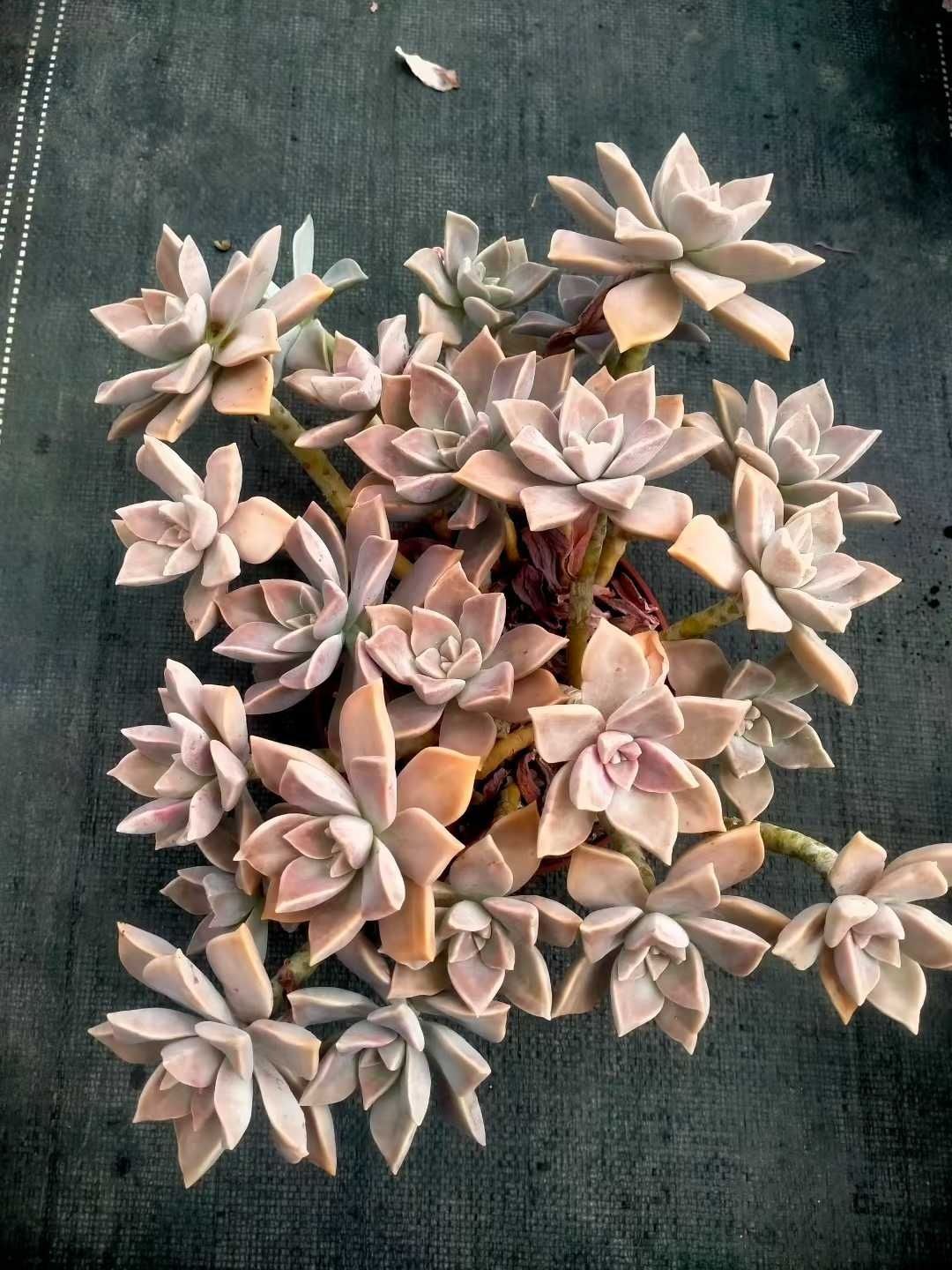 多肉植物 Z1329 オボロヅキ 12株 抜き苗 エケベリア セダム