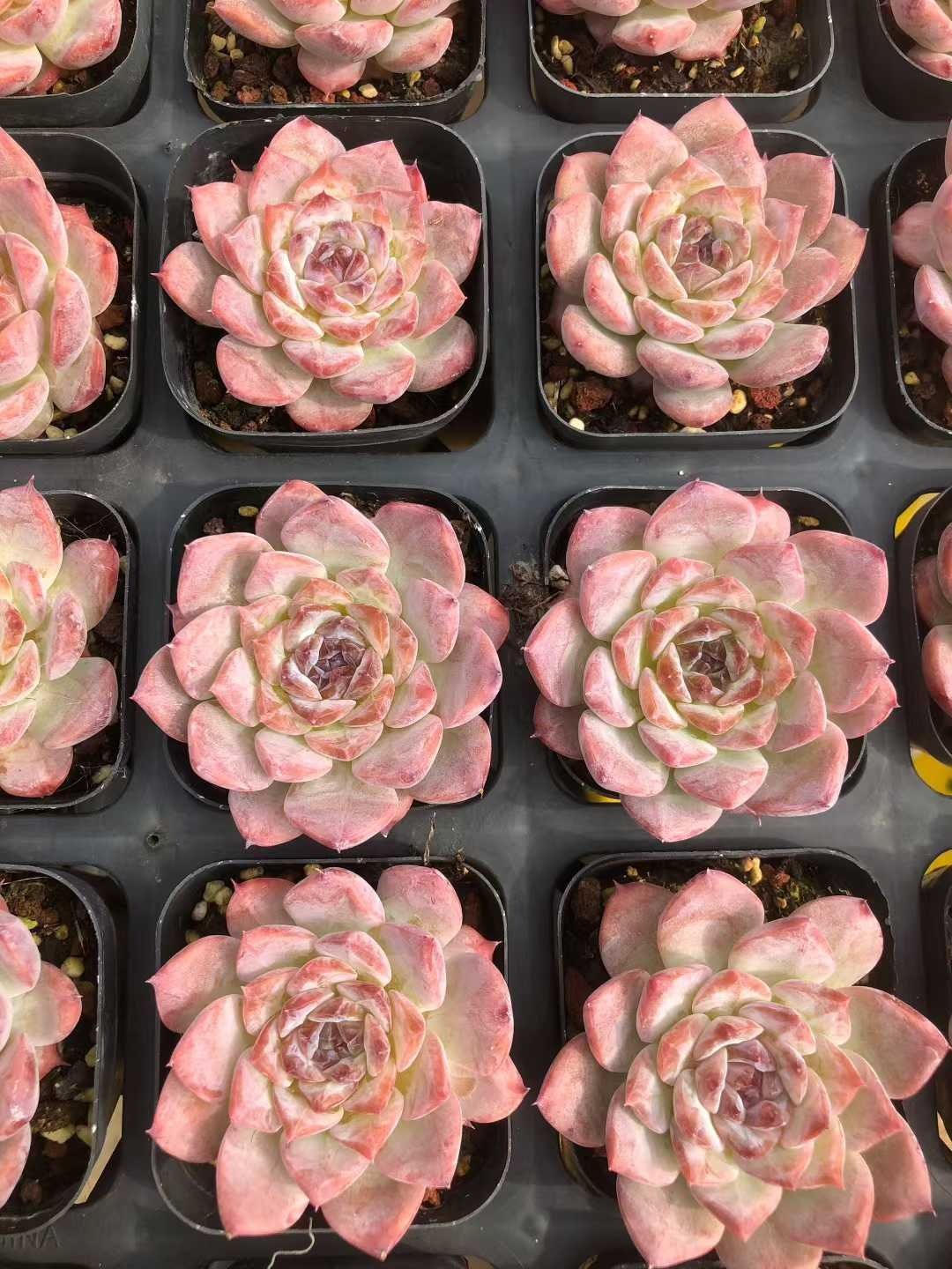 多肉植物 Z1320 トウシンザツ 24株 抜き苗 エケベリア セダム