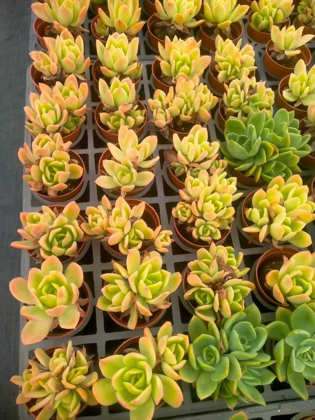 多肉植物 Z1349 キンキ 35株 抜き苗 エケベリア セダム アエオニウム