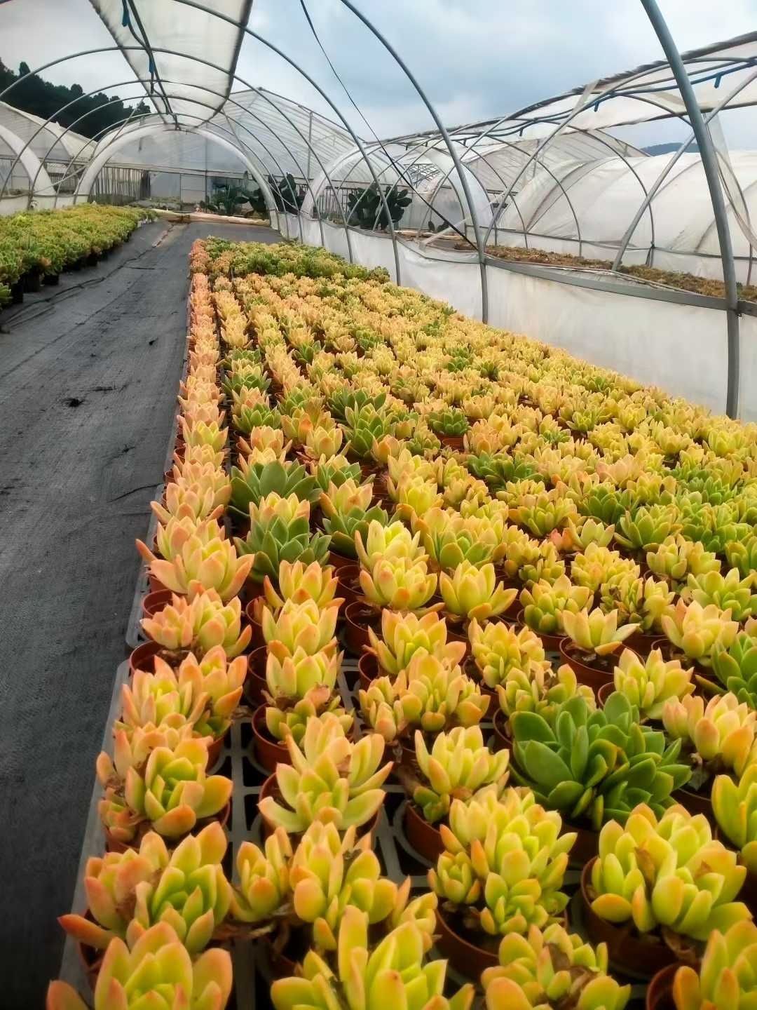 多肉植物 Z1349 キンキ 35株 抜き苗 エケベリア セダム アエオニウム