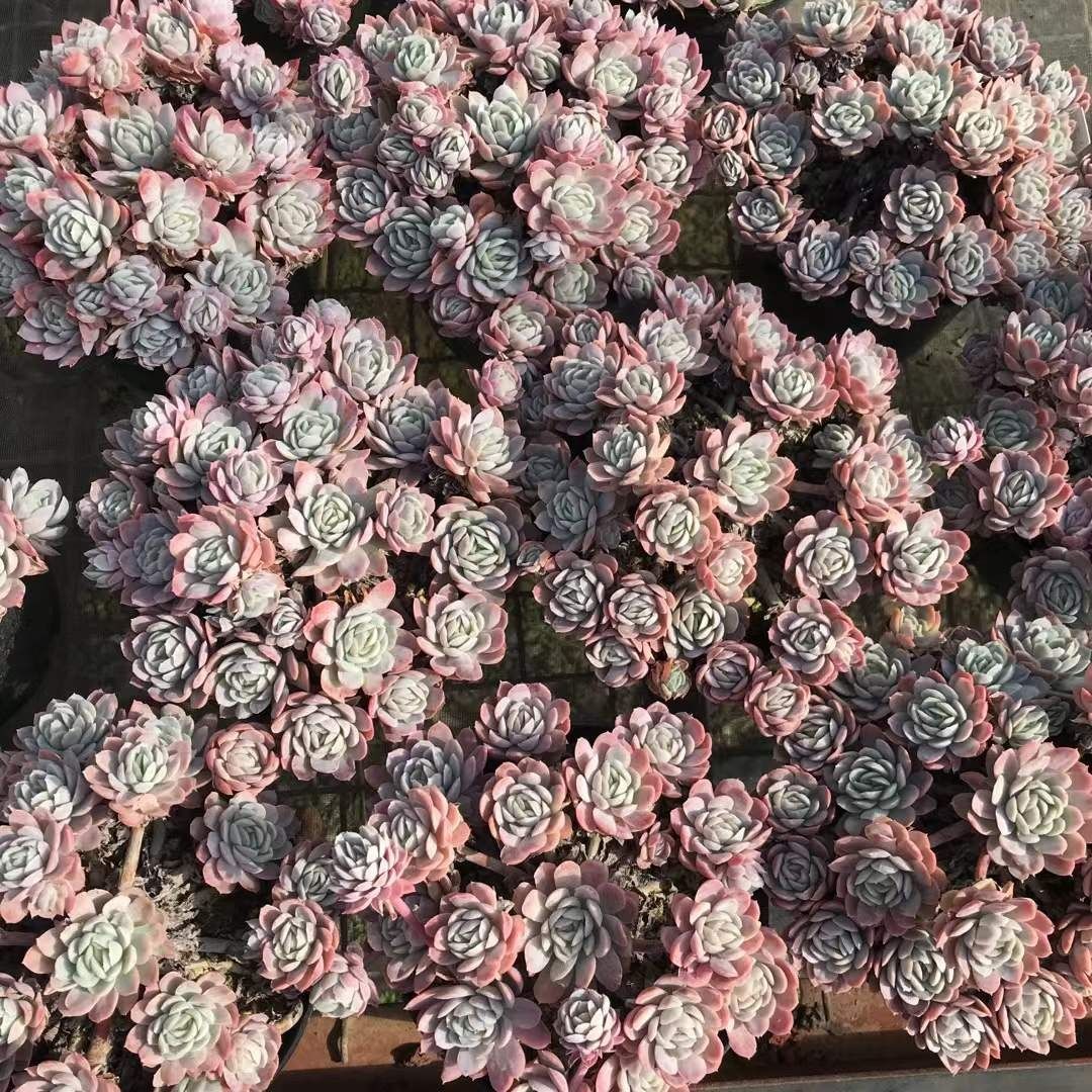 多肉植物 Z1295 ヒョウバイキン 15株 抜き苗 エケベリア セダム