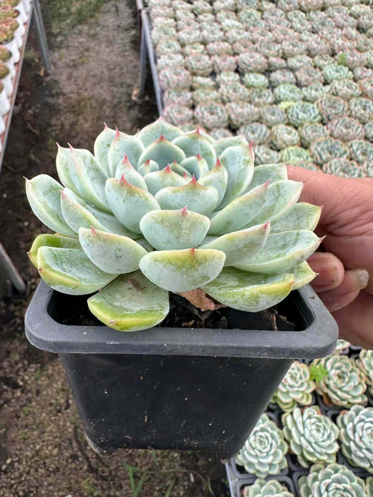 多肉植物 Z1464 カンバンクリスタルローズ 24株 抜き苗 エケベリア