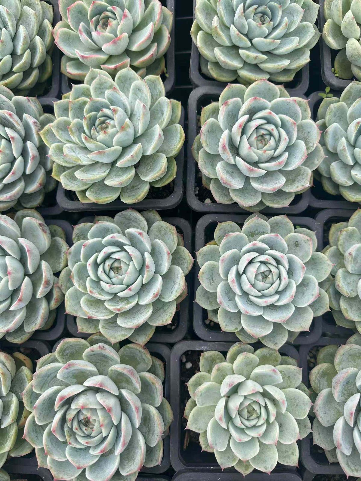 多肉植物 Z1464 カンバンクリスタルローズ 24株 抜き苗 エケベリア