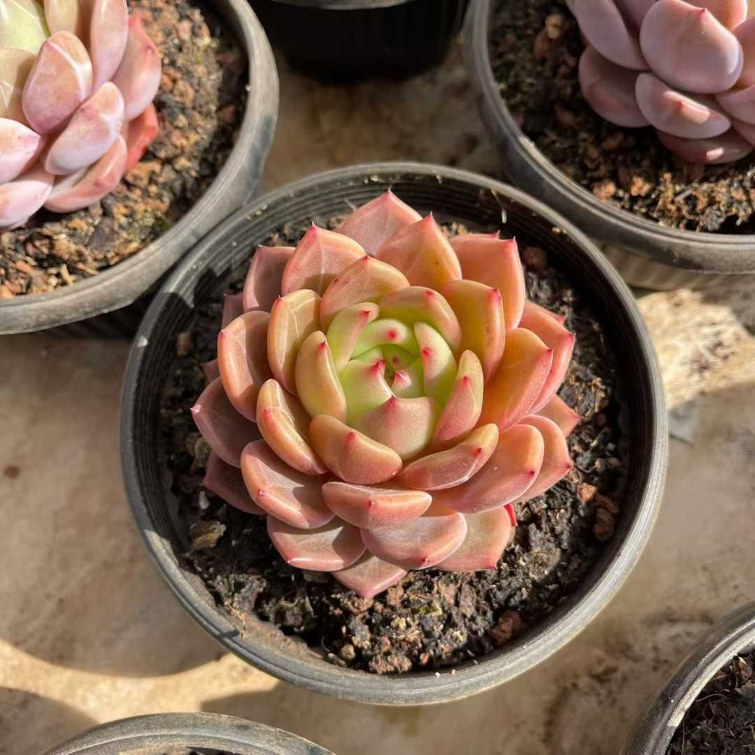 多肉植物 Z1511 マリリンシャンペン 8株 抜き苗 エケベリア セダム