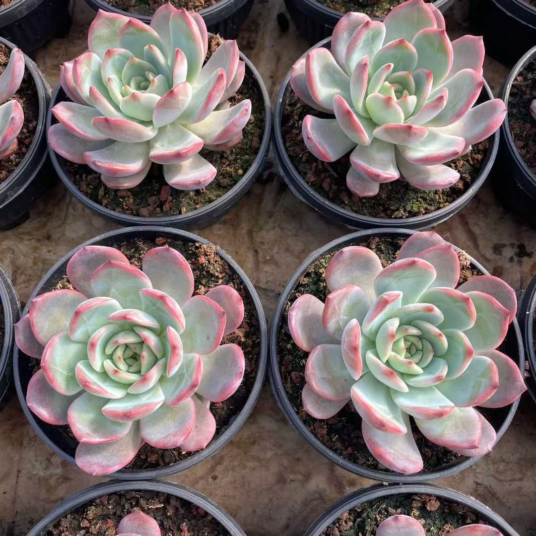 多肉植物 Z1507 グリンピンク 8株 抜き苗 エケベリア セダム