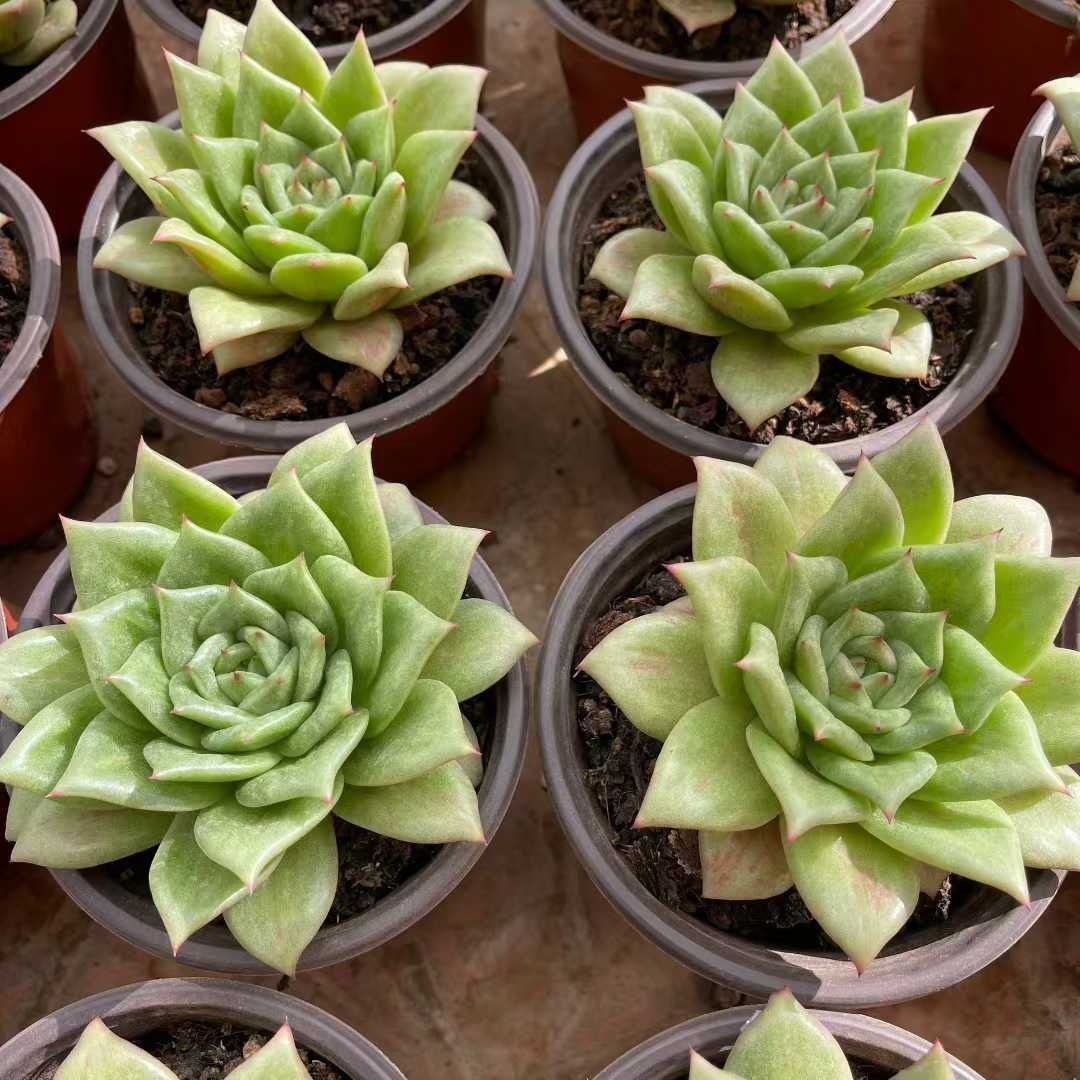 多肉植物 Z1510 バラローズ 12株 抜き苗 エケベリア セダム