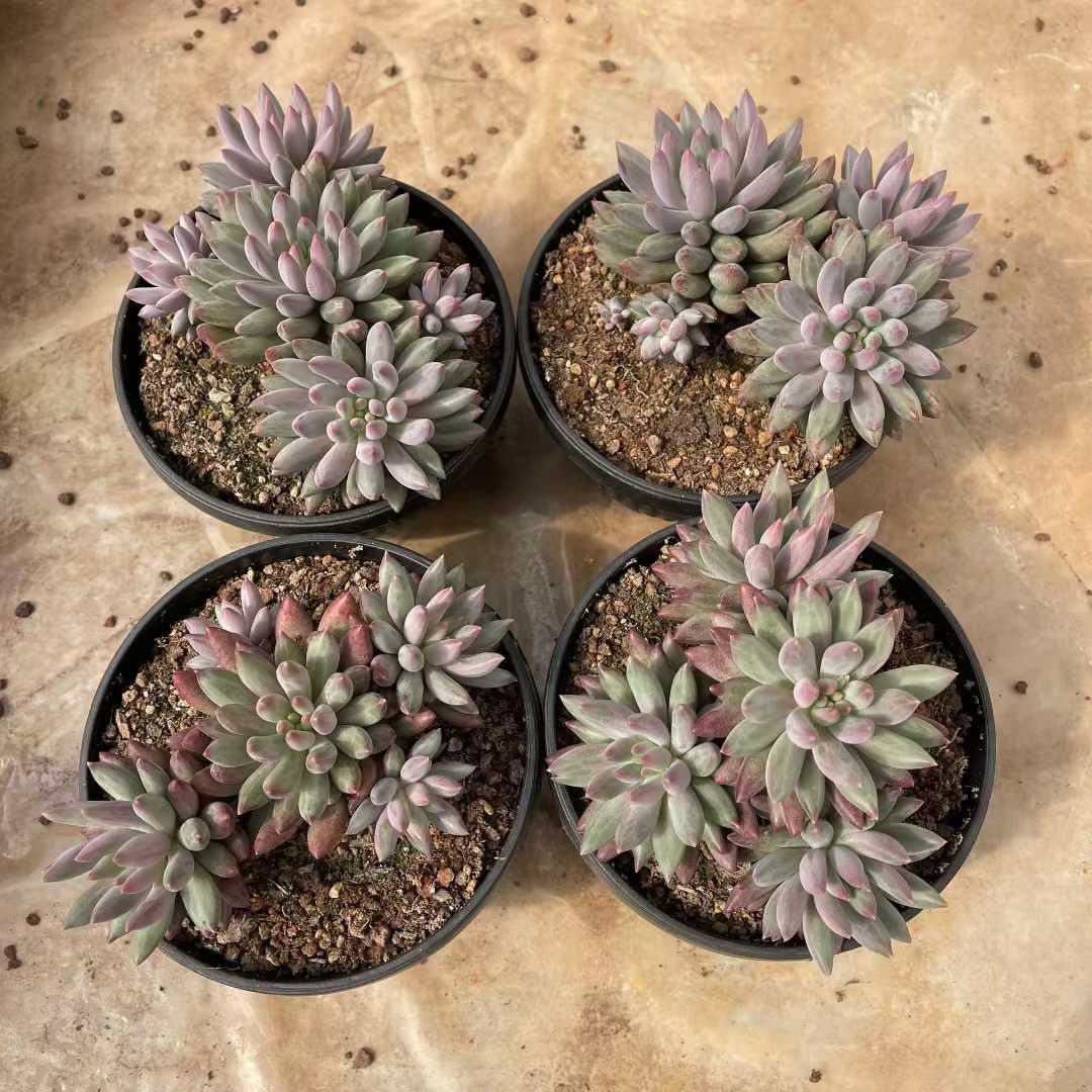 多肉植物 Z1519 チェリーグン 8株 抜き苗 エケベリア セダム