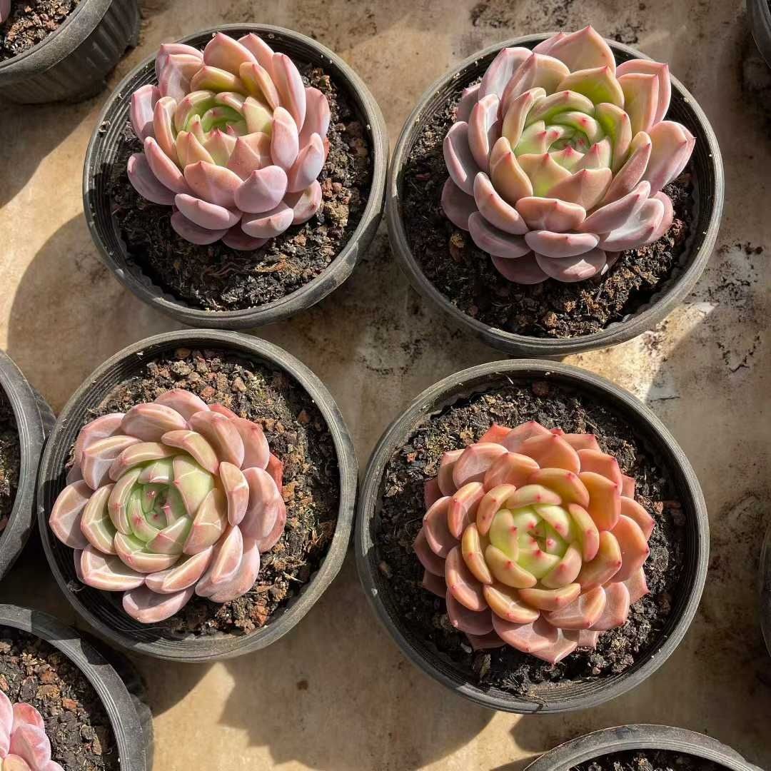 多肉植物 Z1511 マリリンシャンペン 8株 抜き苗 エケベリア セダム