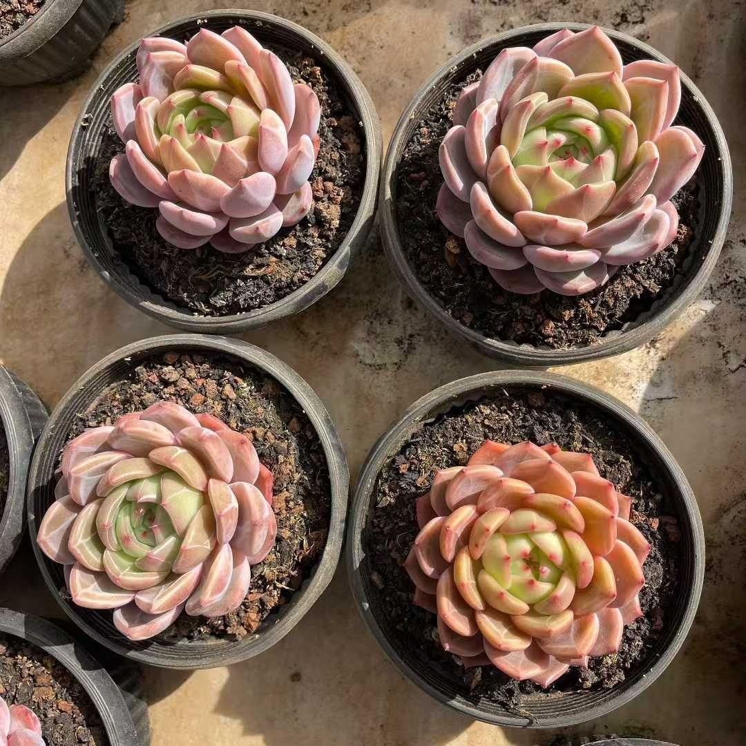 多肉植物 Z1511 マリリンシャンペン 8株 抜き苗 エケベリア セダム