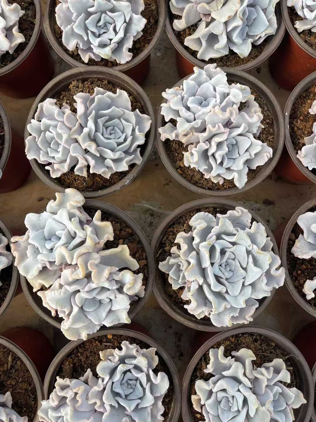 多肉植物 Z1514 シロギョウズノカワ 12株 抜き苗 エケベリア セダム