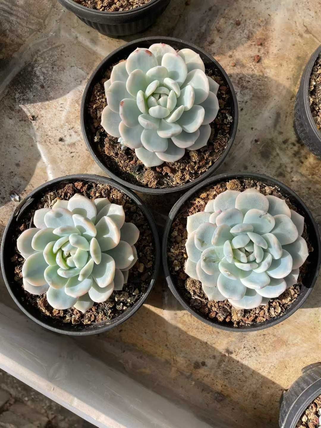 多肉植物 Z1512 マリリンニシキ 8株 抜き苗 エケベリア セダム