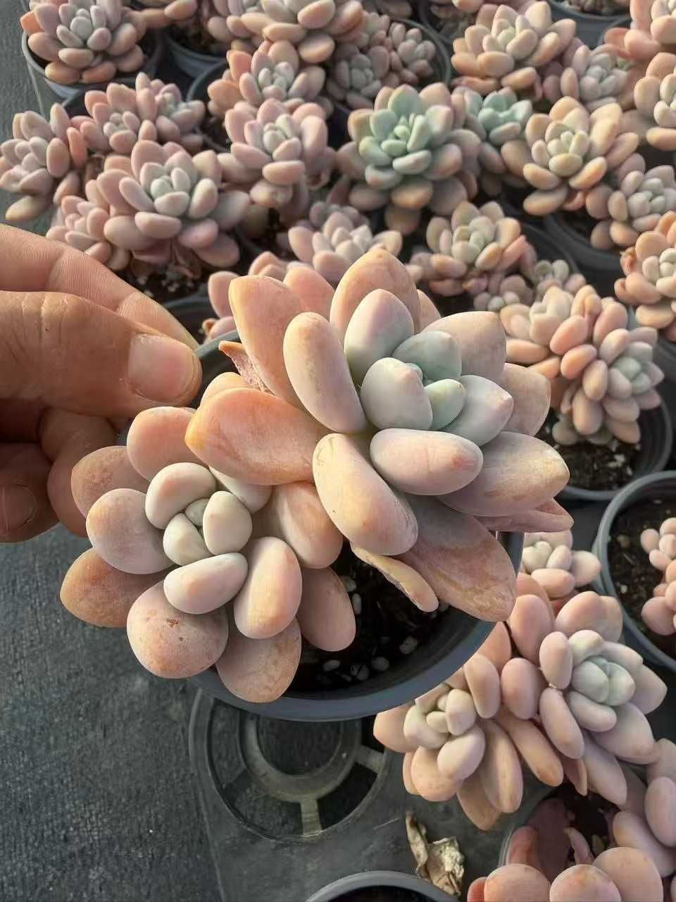 多肉植物 Z1542 レッドラクジン 12株 抜き苗 エケベリア セダム