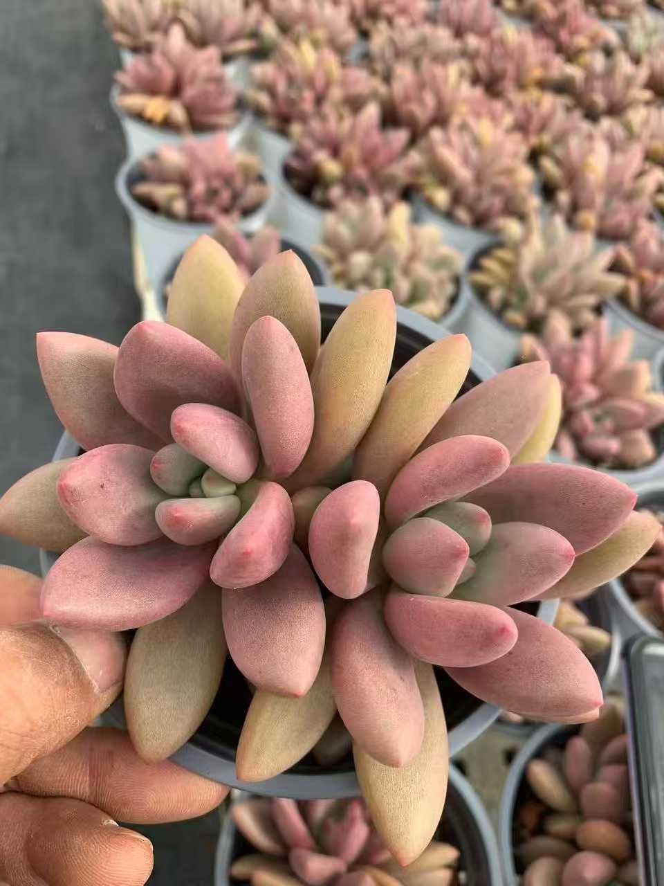 多肉植物 Z1549 トウカゲン 12株 抜き苗 エケベリア セダム