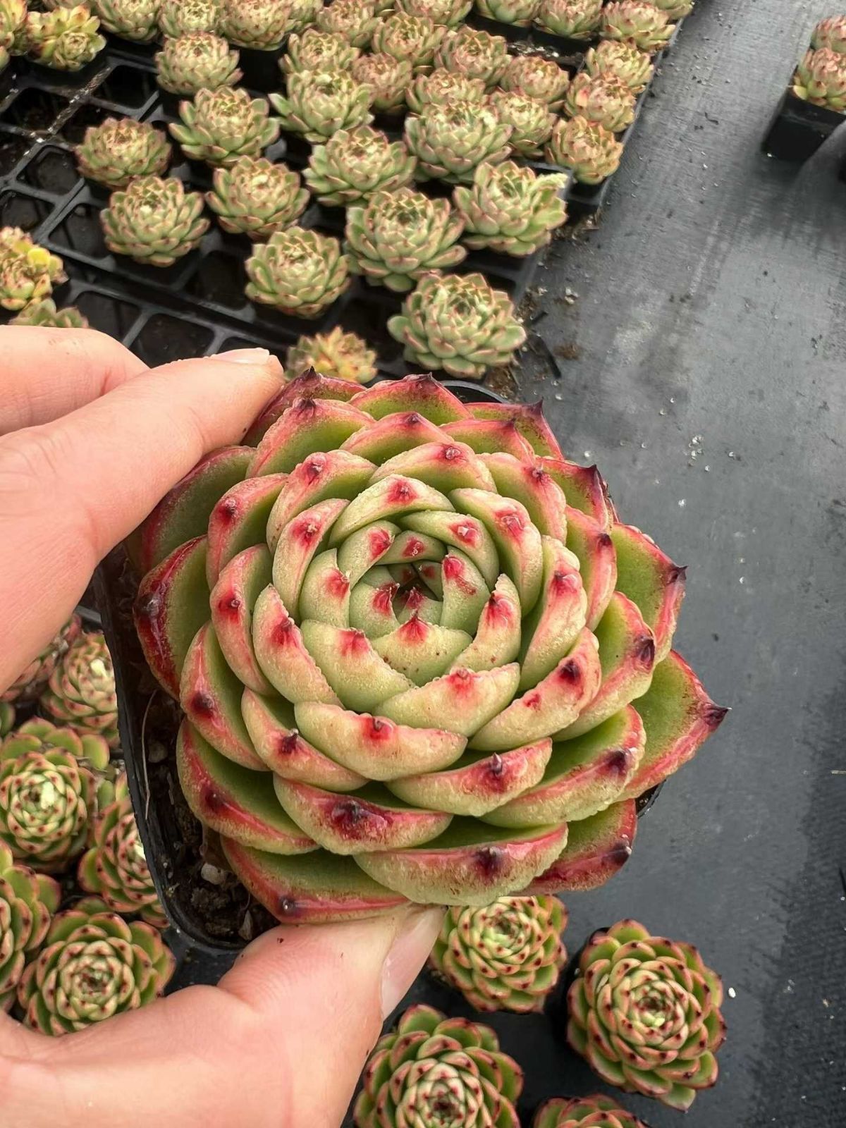 多肉植物 Z1487 ムーンストーン 54株 抜き苗 エケベリア セダム