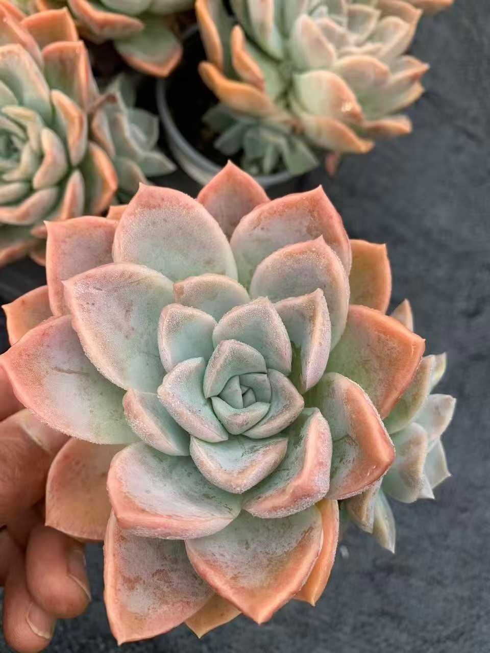 多肉植物 Z1593 ハリー 35株 抜き苗 エケベリア セダム アエオニウム