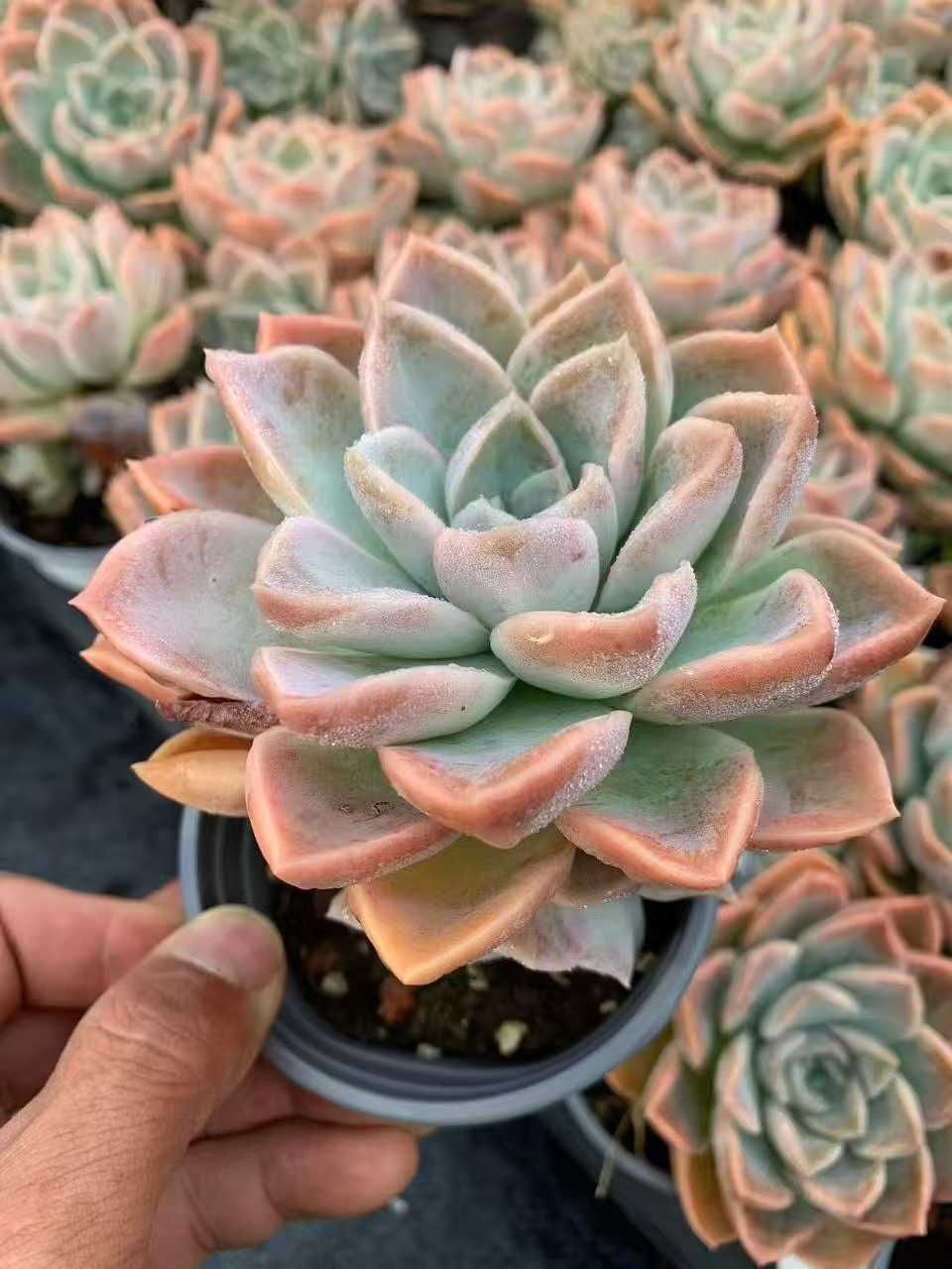 多肉植物 Z1593 ハリー 35株 抜き苗 エケベリア セダム アエオニウム