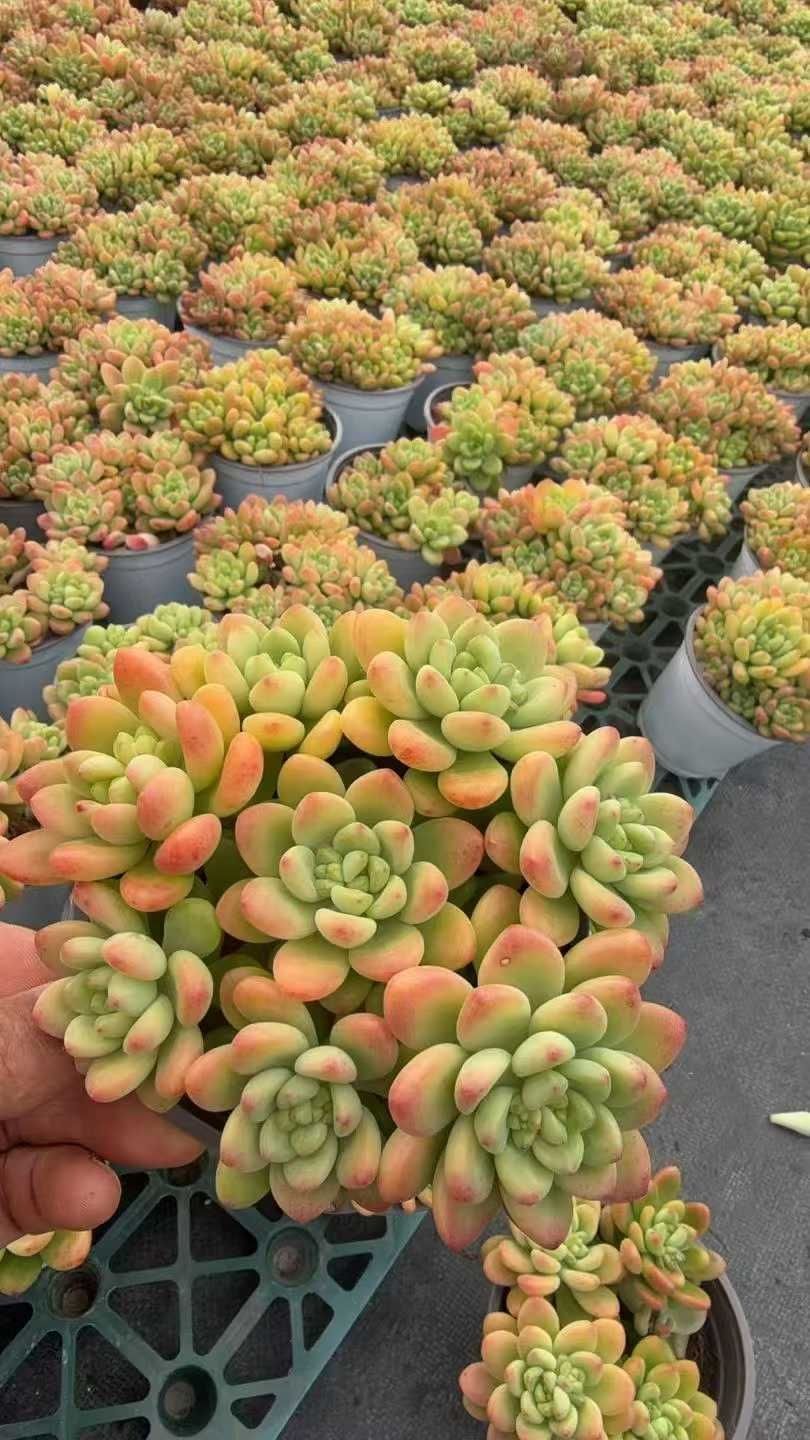 多肉植物 Z1557 シャングリラ 18株 抜き苗 エケベリア セダム