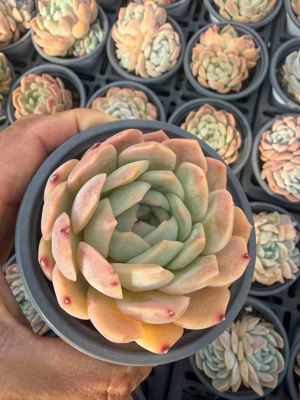 多肉植物 Z1600 ヒョウギョクザツ 35株 抜き苗 エケベリア セダム