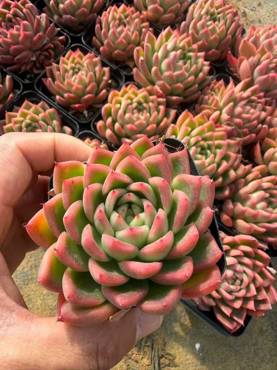 多肉植物 Z1577 クレヨンフユグモ 50株 抜き苗 エケベリア セダム