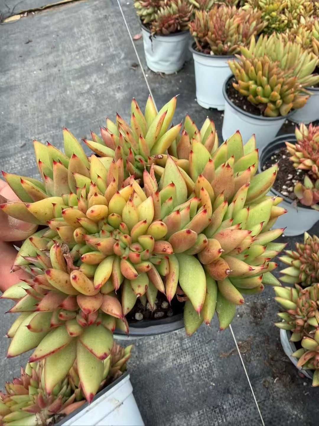 多肉植物 Z1584 シャチツイカ 12株 抜き苗 エケベリア セダム