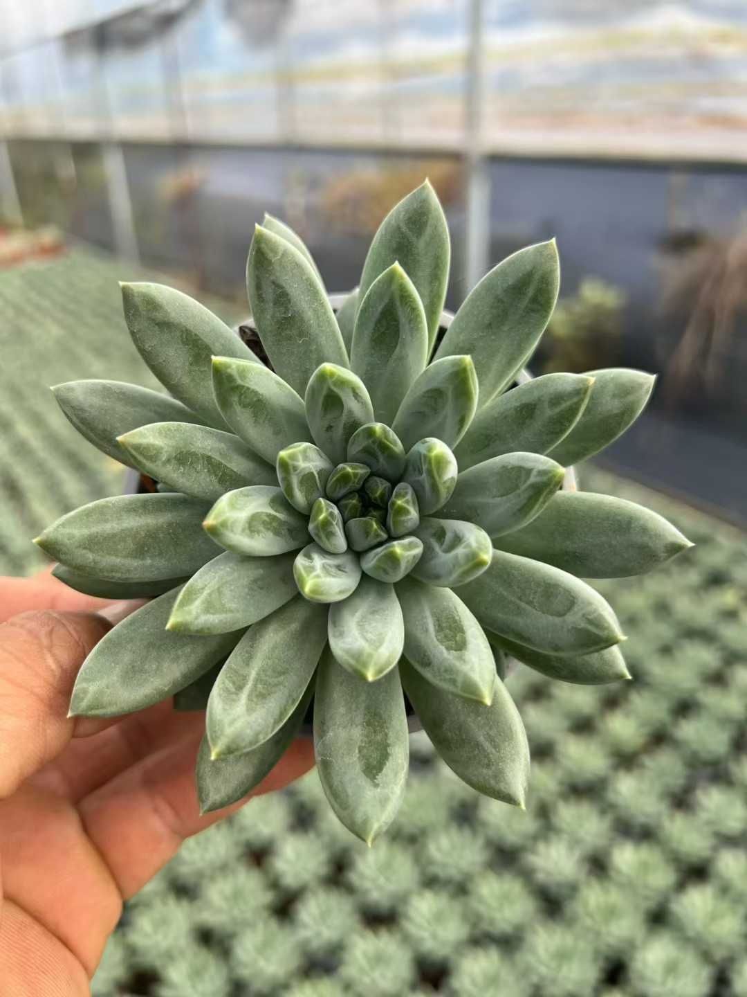 多肉植物 Z1629 ビジン 18株 抜き苗 エケベリア セダム アエオニウム