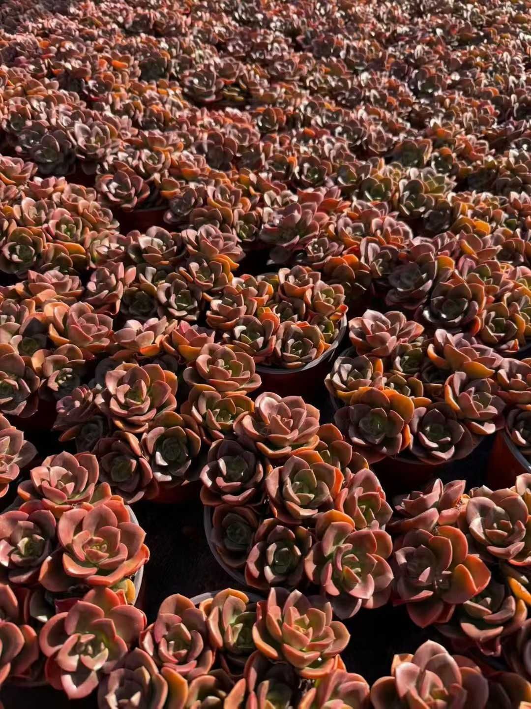 多肉植物 Z1547 チョコレート 12株 抜き苗 エケベリア セダム