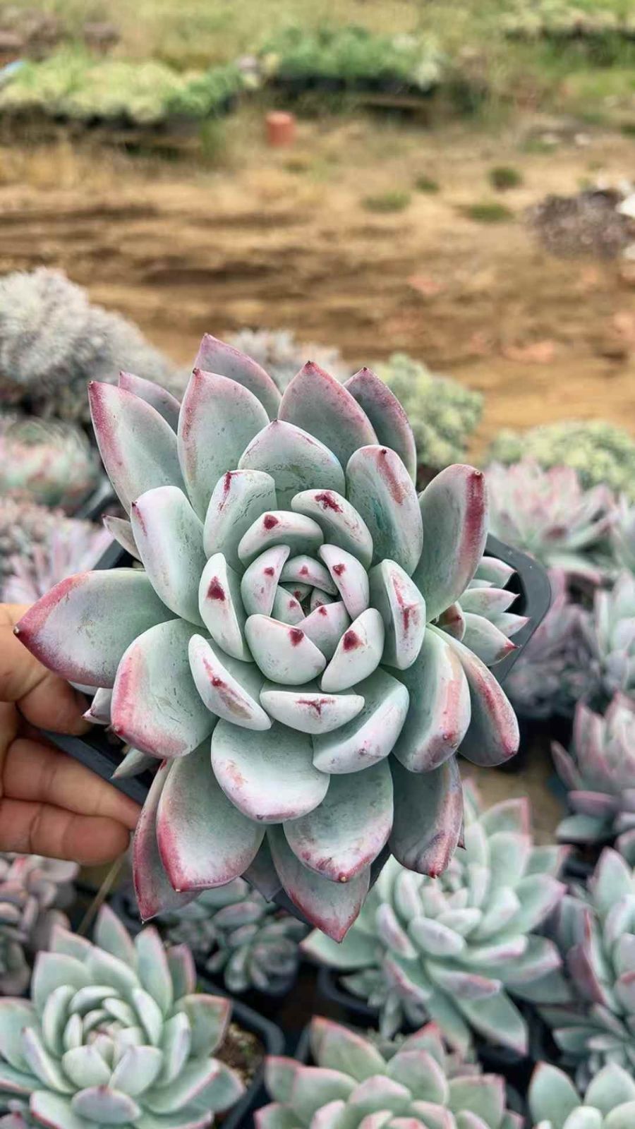 多肉植物 Z1633 ソウボクリョクタイザイ 8株 抜き苗 エケベリア セダム