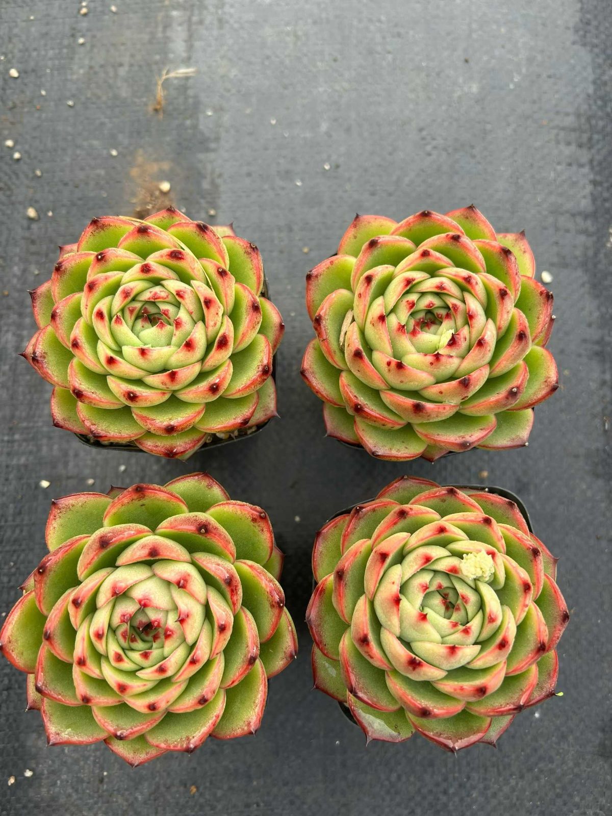 多肉植物 Z1487 ムーンストーン 54株 抜き苗 エケベリア セダム