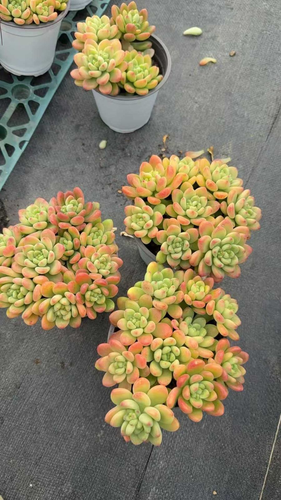 多肉植物 Z1557 シャングリラ 18株 抜き苗 エケベリア セダム