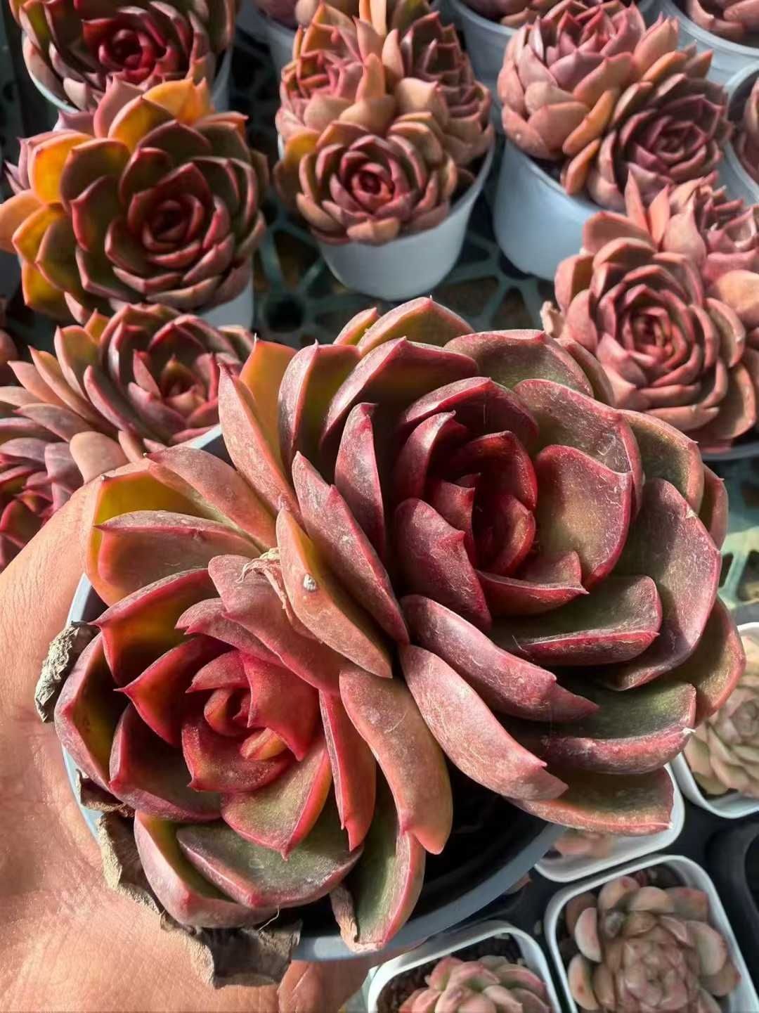 多肉植物 Z1603 レッドライト 24株 抜き苗 エケベリア セダム