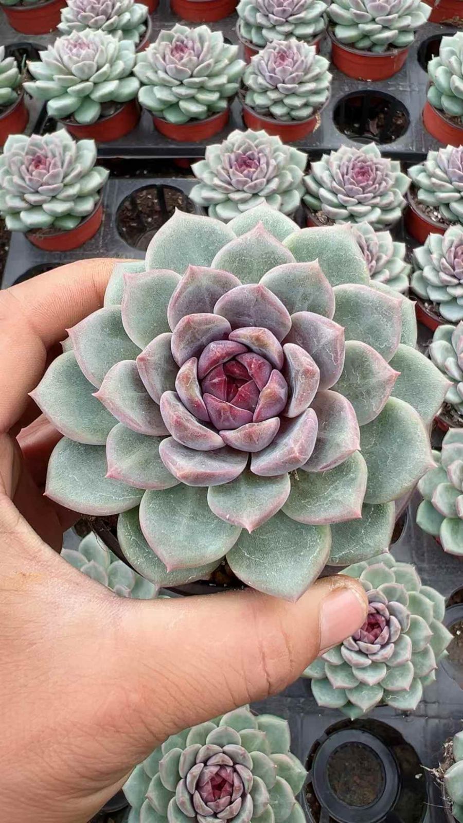 多肉植物 Z1627 シセツ 18株 抜き苗 エケベリア セダム アエオニウム