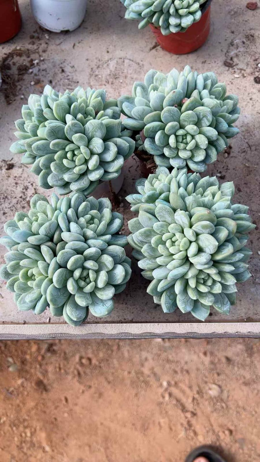 多肉植物 多肉植物 Z1618 パテックヒスイ 18株 抜き苗 エケベリア セダム