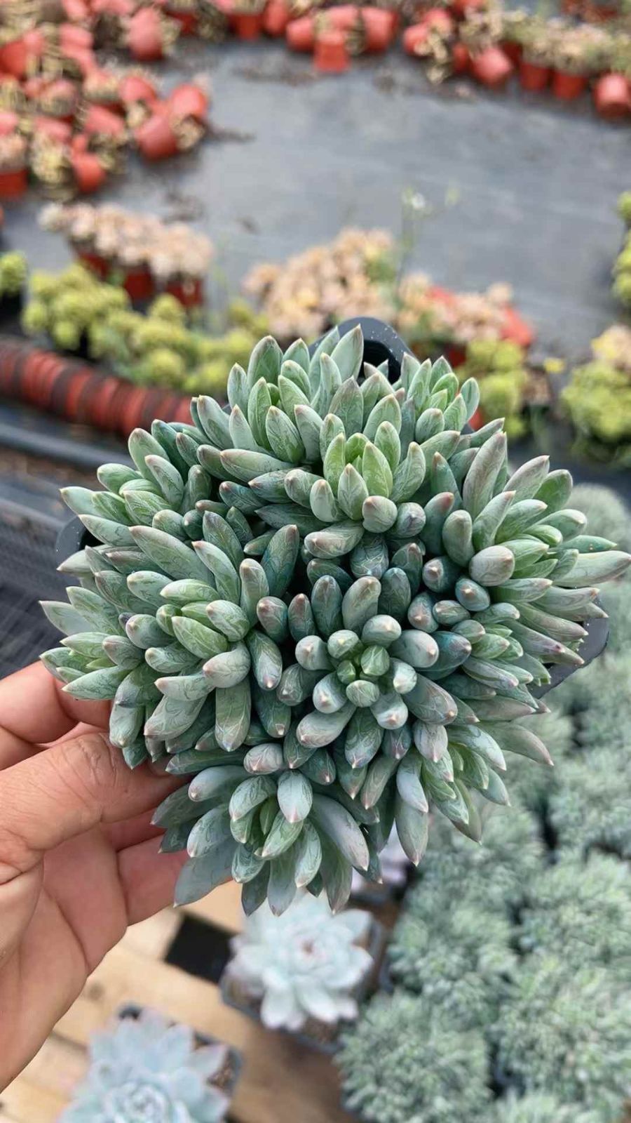 多肉植物 Z1619 ゲンサイセイ 12株 抜き苗 エケベリア セダム