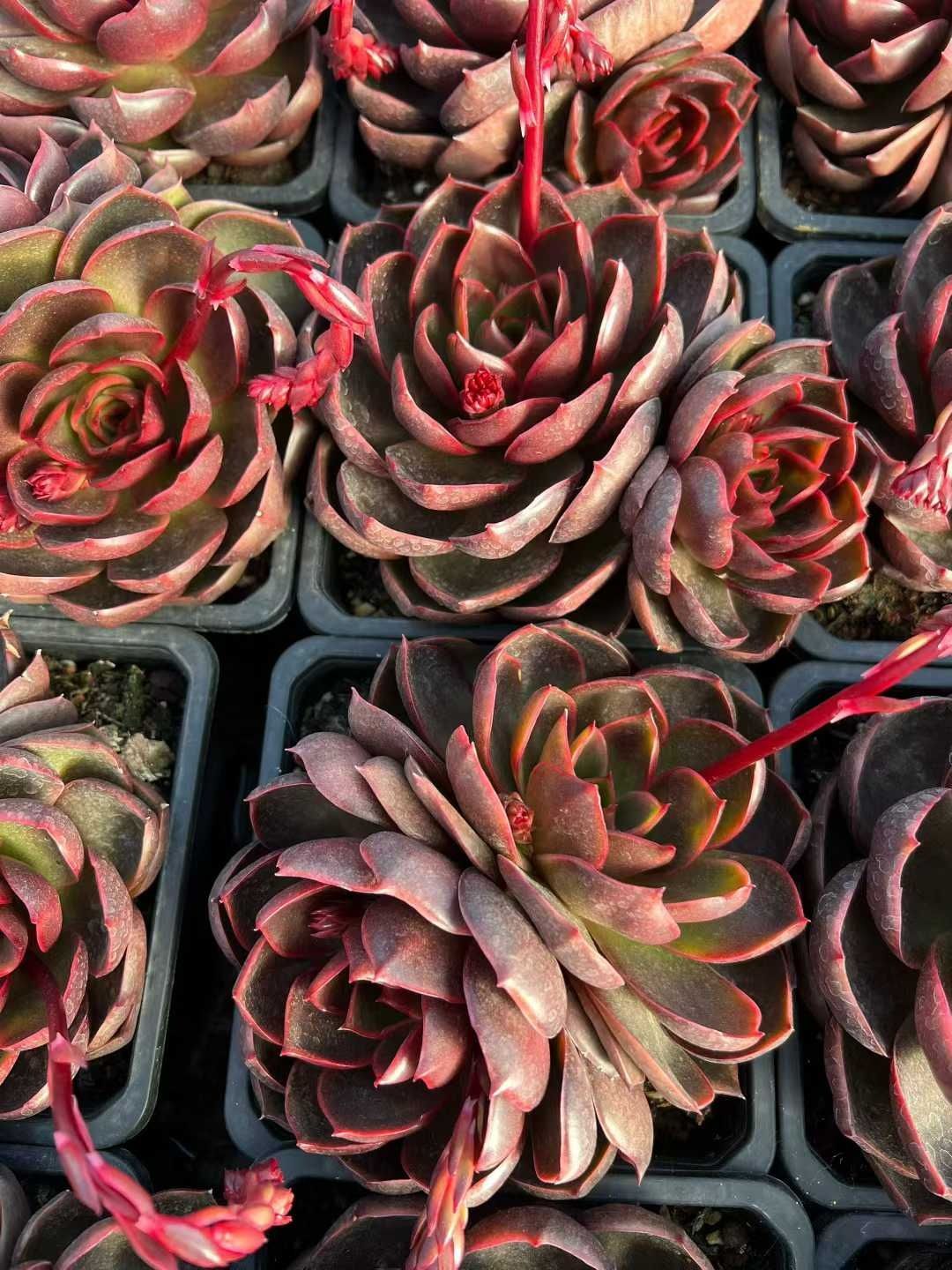 多肉植物 Z1628 レッドライト 8株 抜き苗 エケベリア セダム