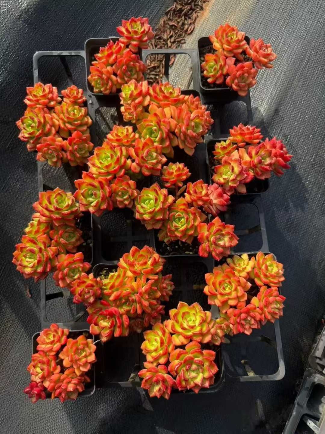 多肉植物 Z1653 ティア 32株 抜き苗 エケベリア セダム アエオニウム