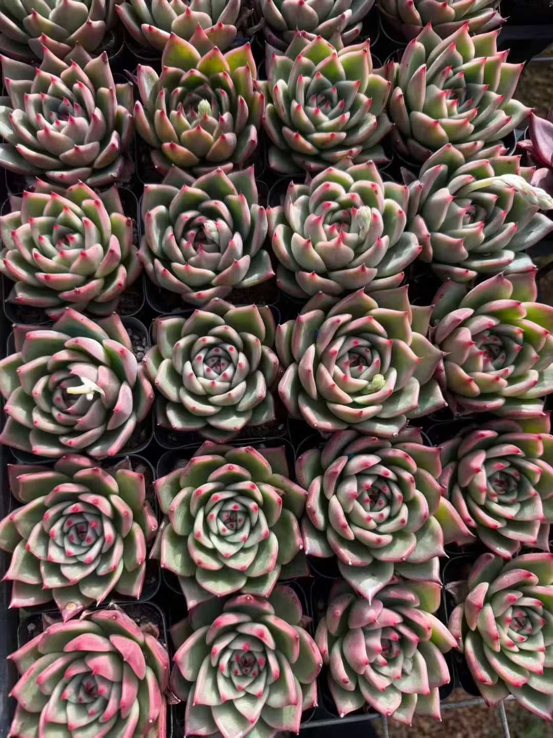 多肉植物 Z1652 ブルードラゴンザツ 50株 抜き苗 エケベリア セダム