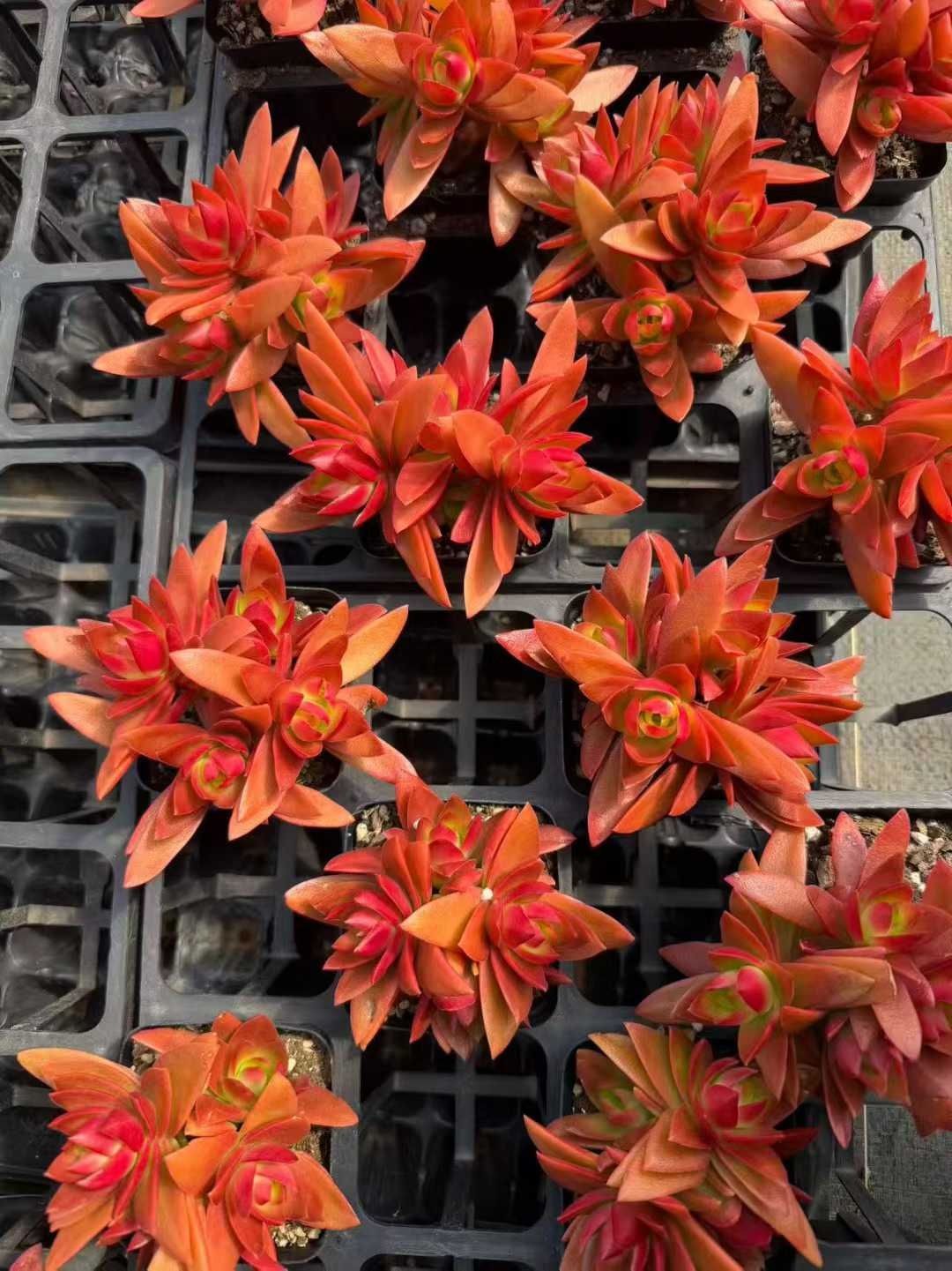 多肉植物 Z1655 ヒマツリ 50株 抜き苗 エケベリア セダム アエオニウム