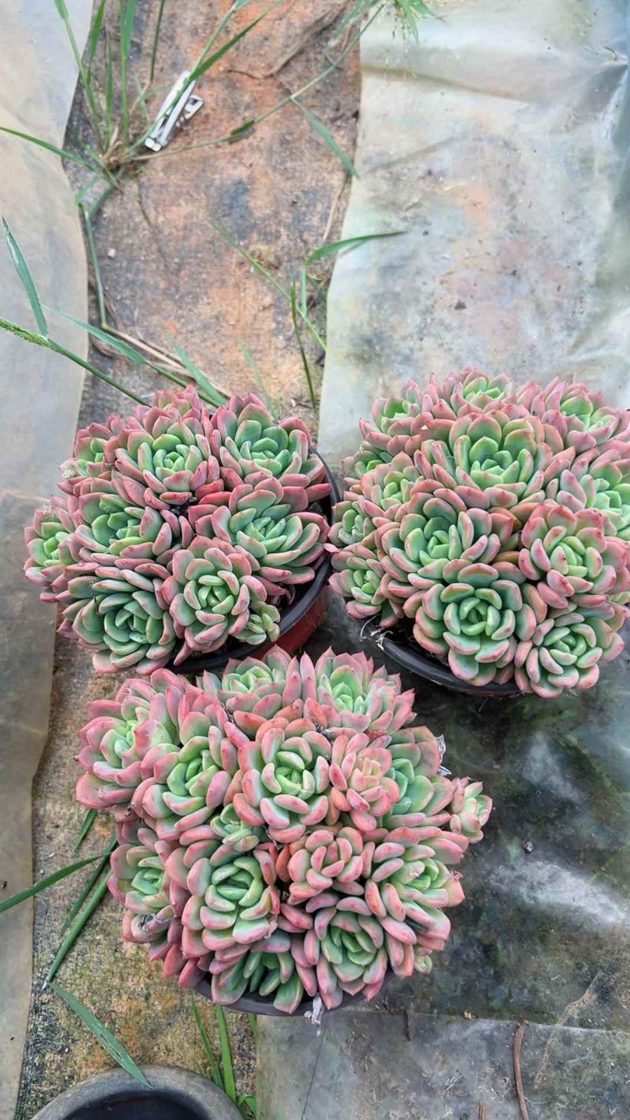 多肉植物 Z1609 ファンタ 12株 抜き苗 エケベリア セダム アエオニウム